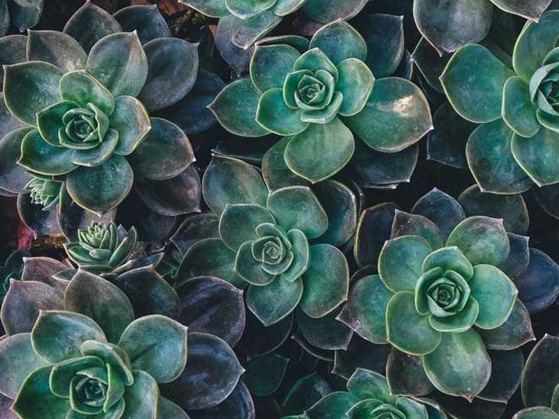 cetak spanduk murah illustration